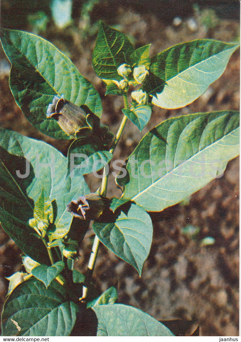 Belladonna - Atropa Belladonna - Medicinal Plants - 1980 - Russia USSR - Unused - Geneeskrachtige Planten