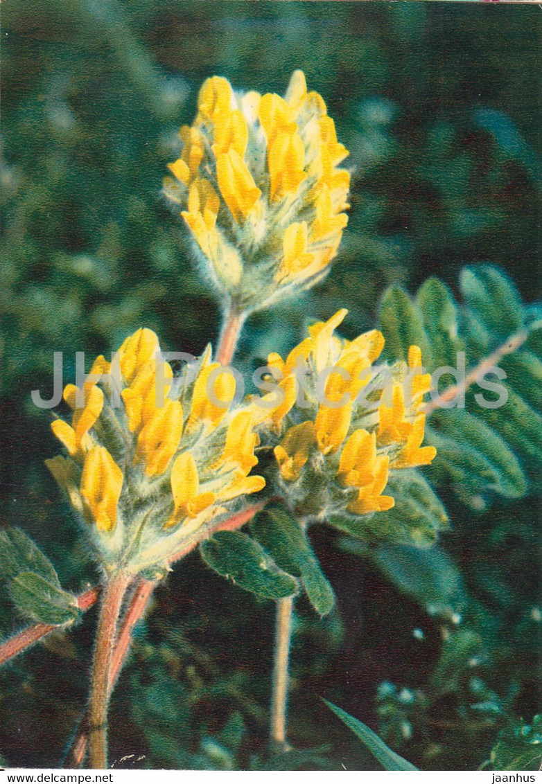 Astragalus Dasyanthus - Medicinal Plants - 1980 - Russia USSR - Unused - Medicinal Plants