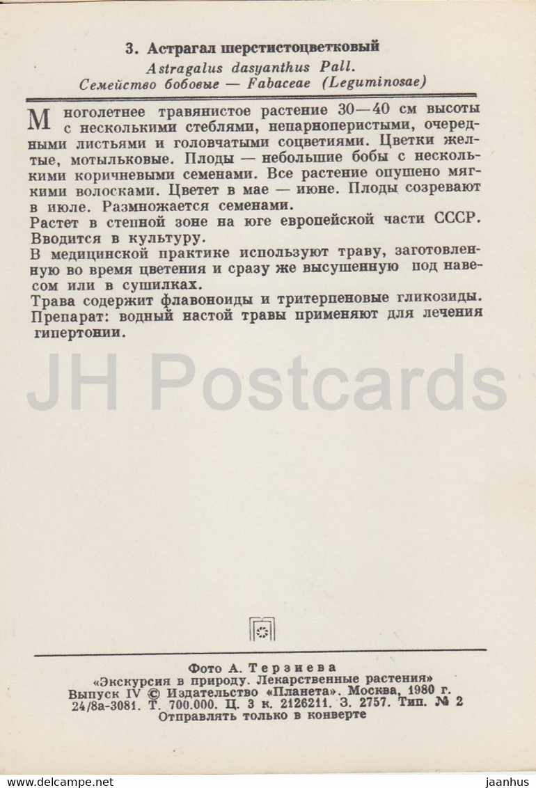 Astragalus Dasyanthus - Medicinal Plants - 1980 - Russia USSR - Unused - Geneeskrachtige Planten