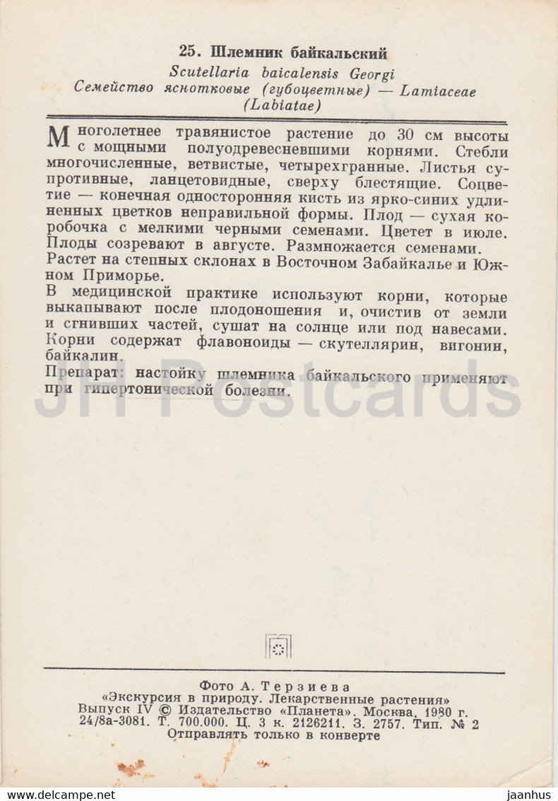 Baikal Skullcap - Scutellaria Baicalensis - Medicinal Plants - 1980 - Russia USSR - Unused - Plantes Médicinales