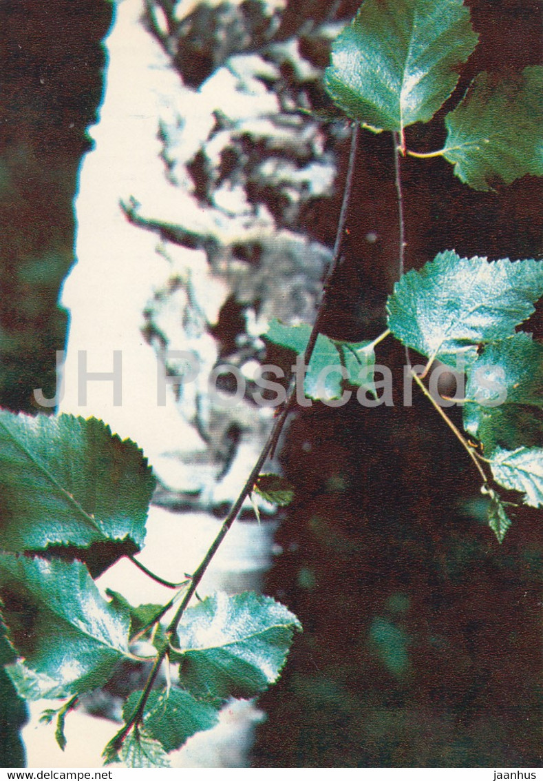 Silver Birch - Betula Pendula - Medicinal Plants - 1980 - Russia USSR - Unused - Geneeskrachtige Planten