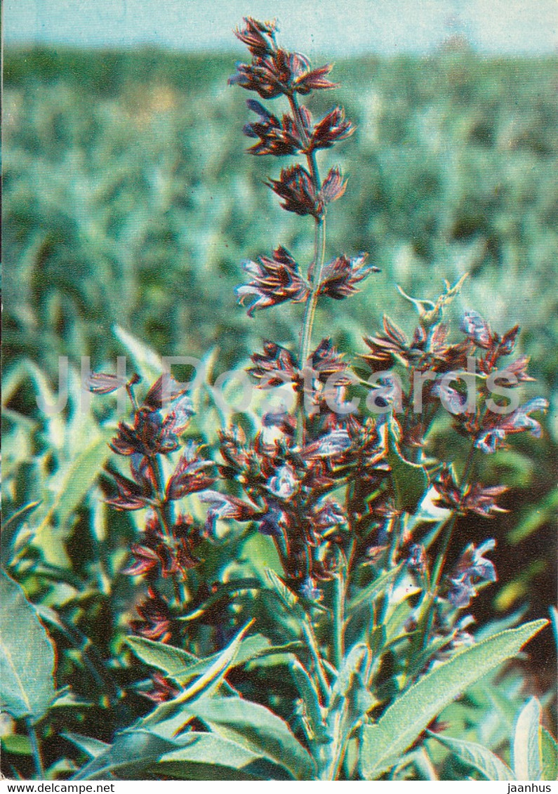 Common Sage - Salvia Officinalis - Medicinal Plants - 1980 - Russia USSR - Unused - Geneeskrachtige Planten