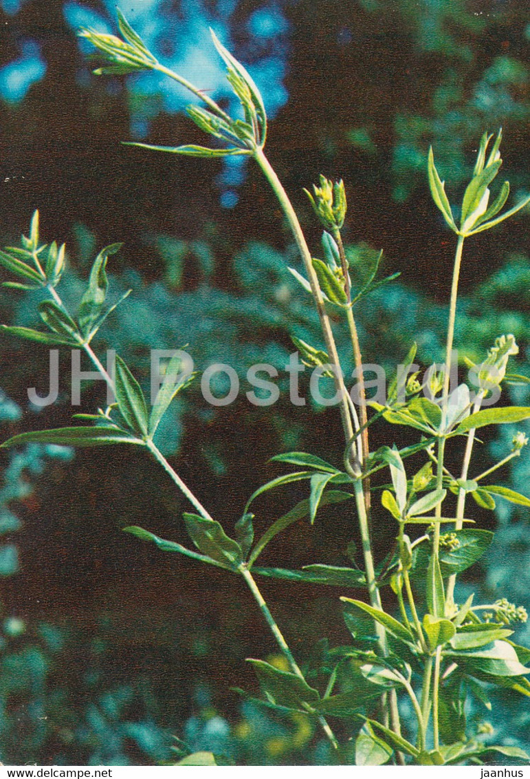 The Rose Madder  - Rubia Tinctorum - Medicinal Plants - 1980 - Russia USSR - Unused - Plantes Médicinales