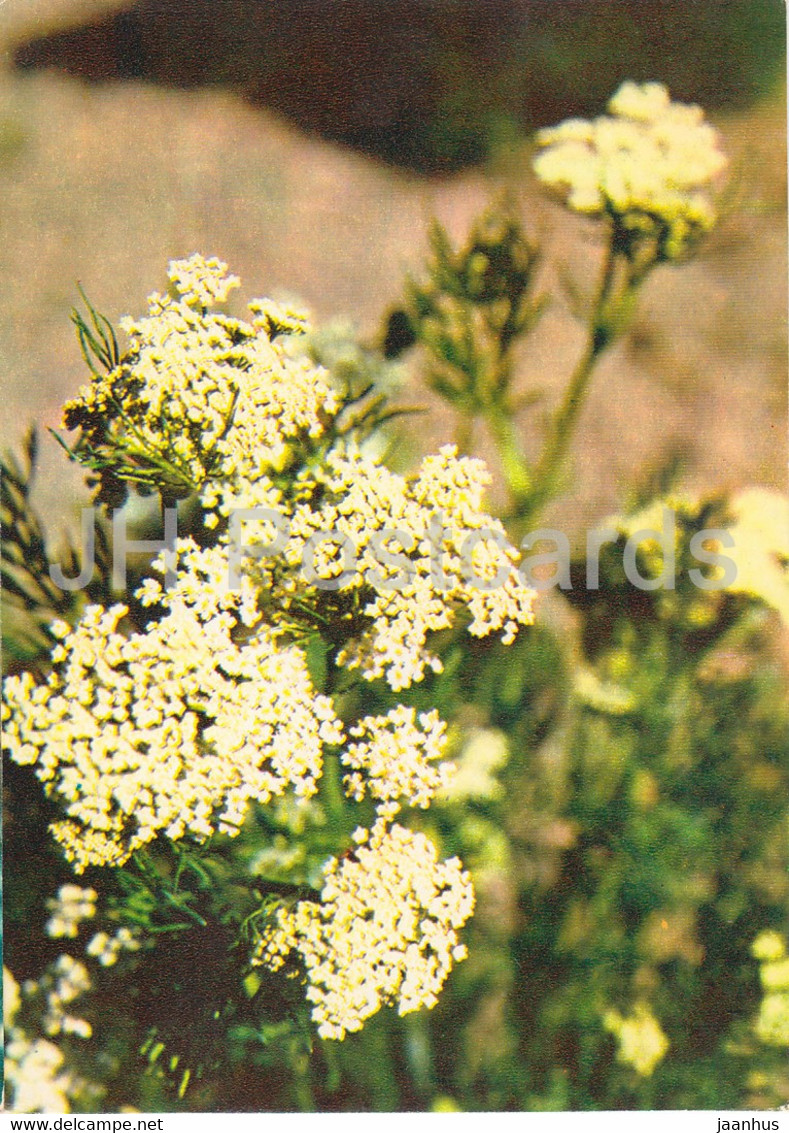 Caraway - Carum Carvi - Medicinal Plants - 1980 - Russia USSR - Unused - Plantes Médicinales