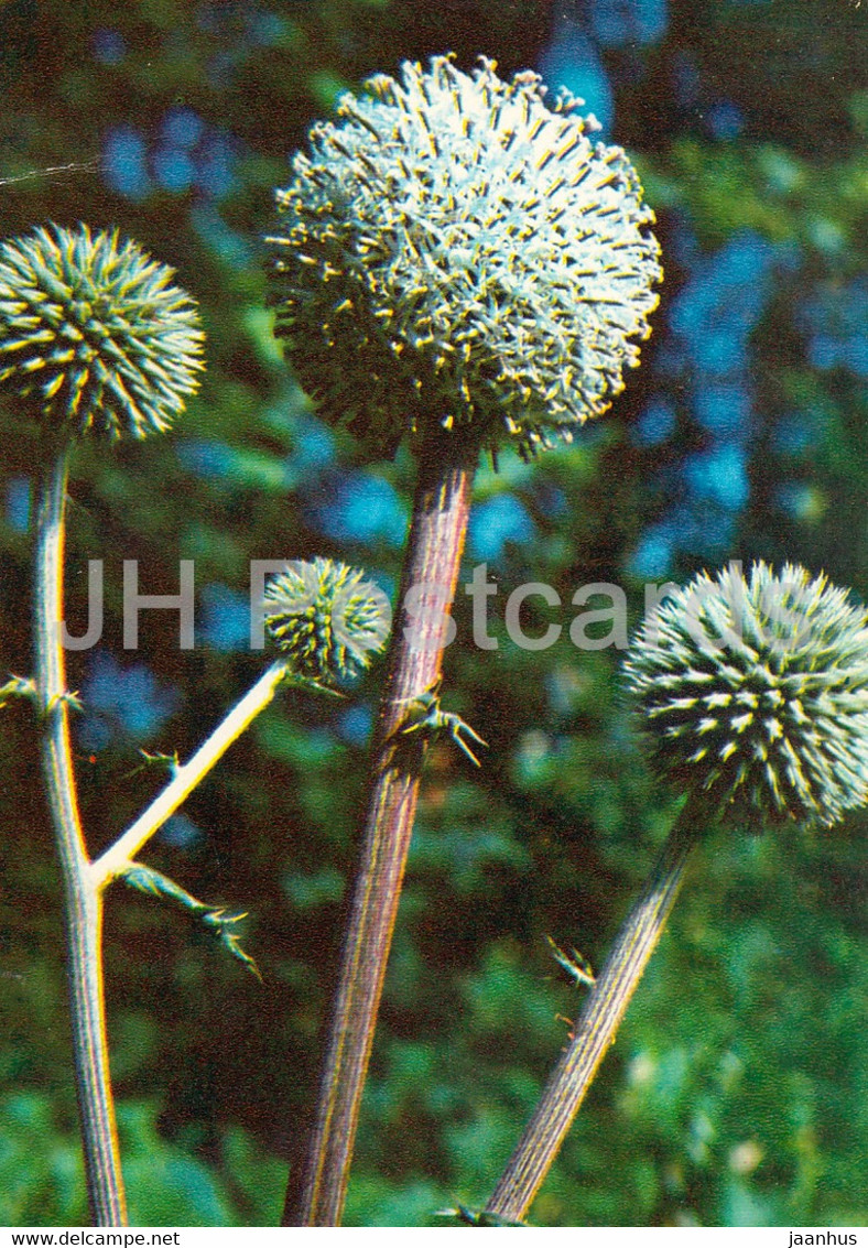 Glandular Globe-Thistle - Echinops Sphaerocephalus - Medicinal Plants - 1980 - Russia USSR - Unused - Plantes Médicinales