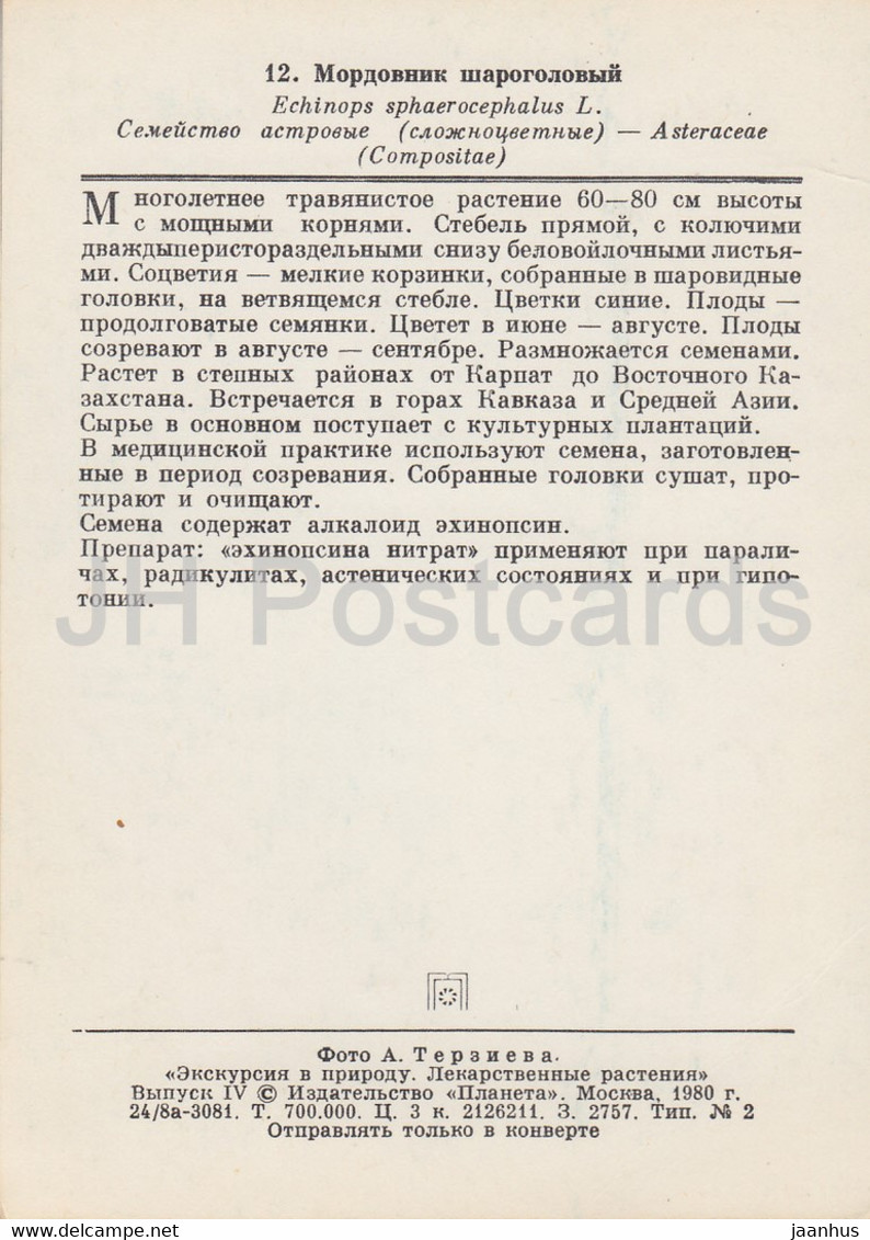 Glandular Globe-Thistle - Echinops Sphaerocephalus - Medicinal Plants - 1980 - Russia USSR - Unused - Plantes Médicinales