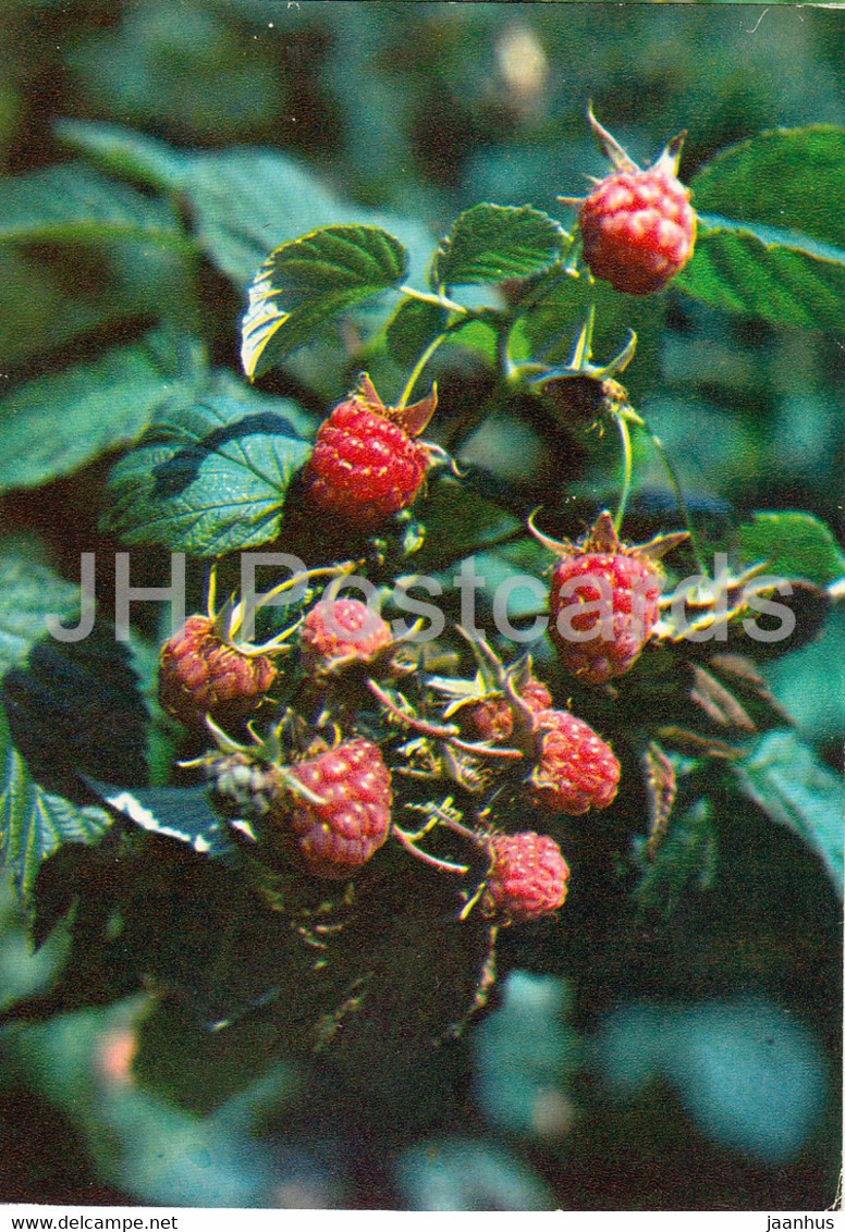 Red Raspberry - Rubus Idaeus - Medicinal Plants - 1980 - Russia USSR - Unused - Plantes Médicinales