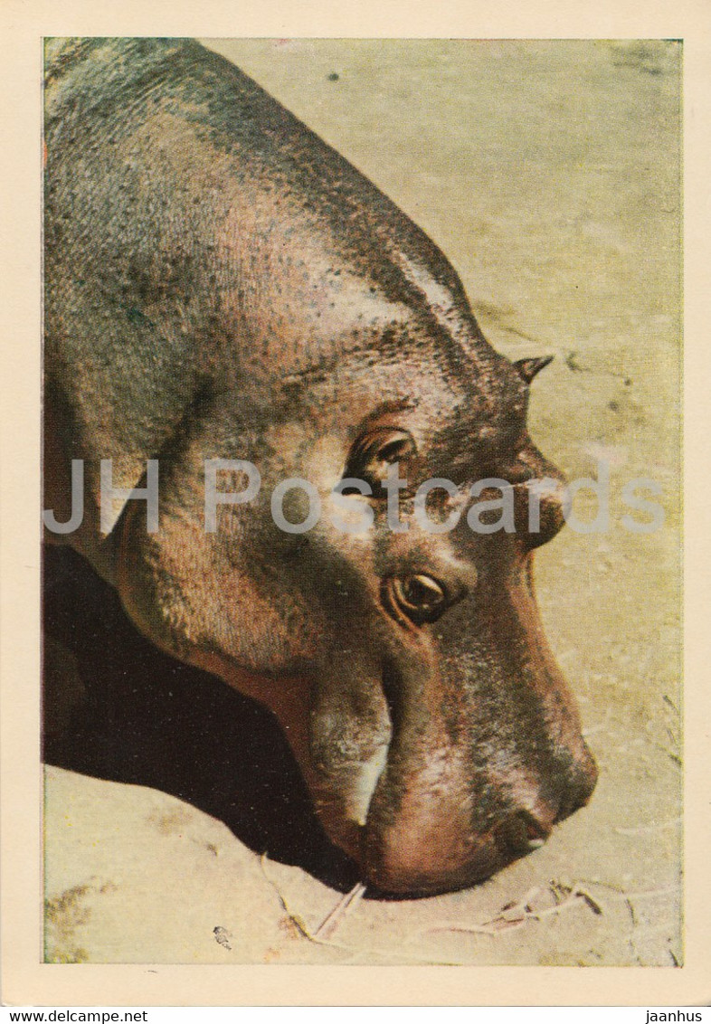 Riga Zoo - Hippopotamus - Latvia USSR - Unused - Hippopotames