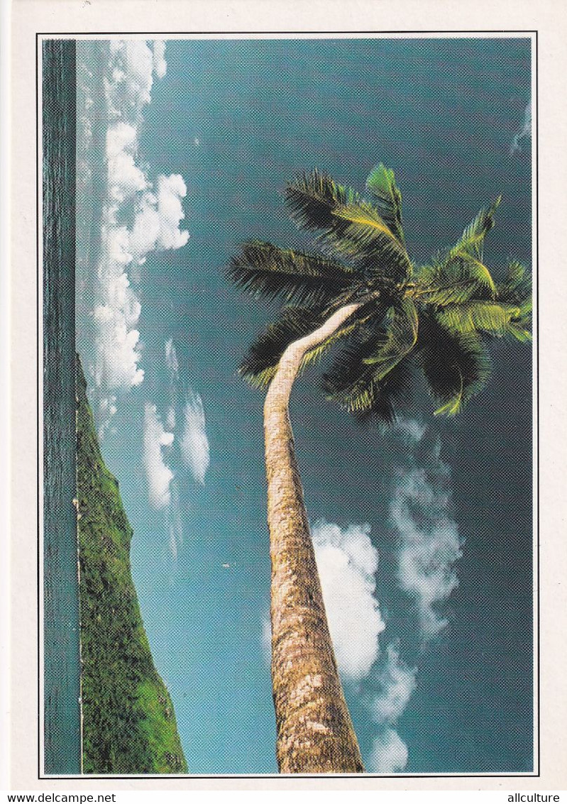 A4439- Palm Tree Against The Sky Of Mahé,Palmier Sur Le Ciel De Mahé, Seychelles - Seychellen