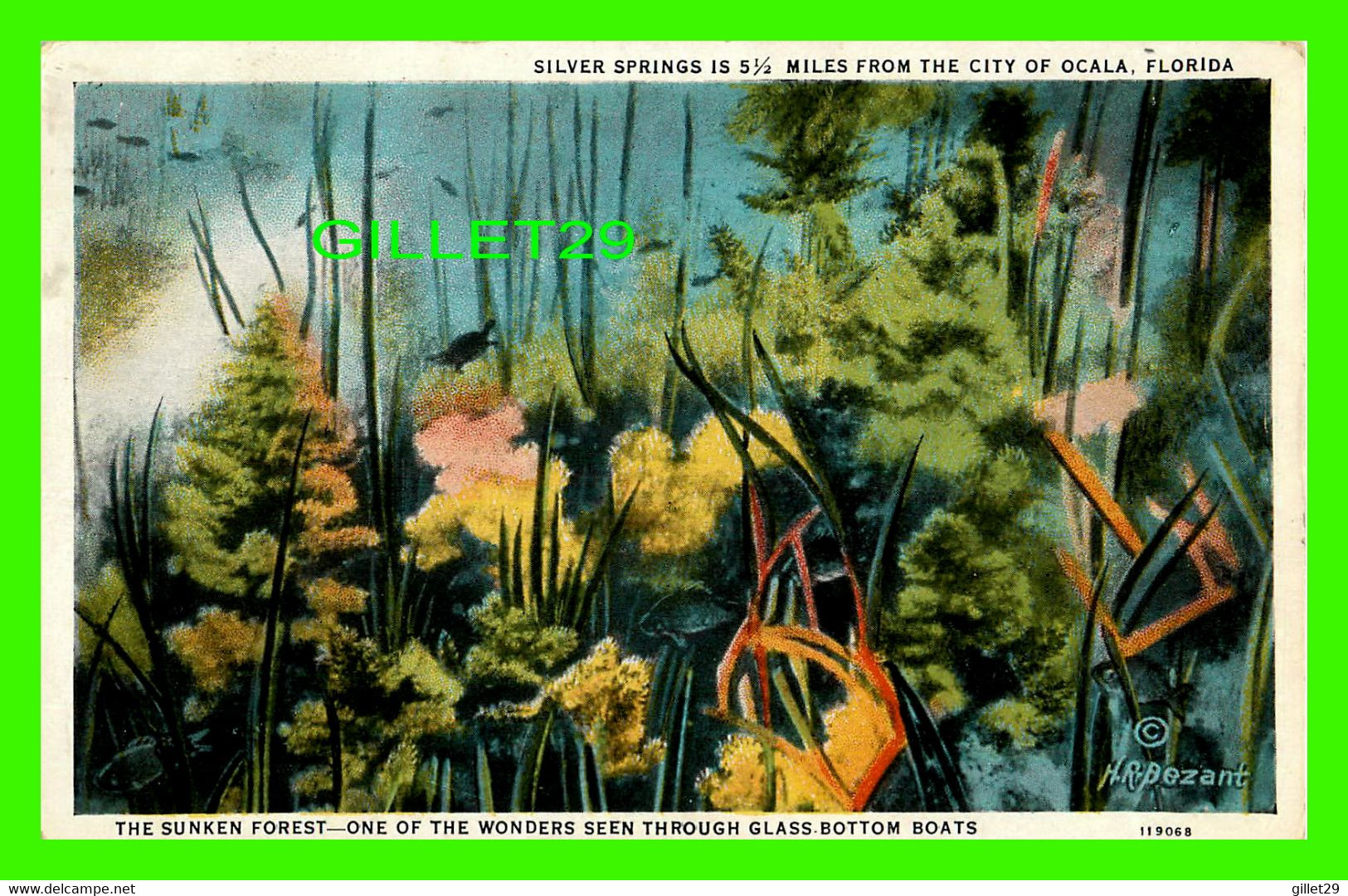 OCALA, FL - THE SUNKEN FOREST, ONE OF THE WONDERS SEEN THROUGH GLASS BOTTOM BOATS - H. R. BEZANT - - Ocala