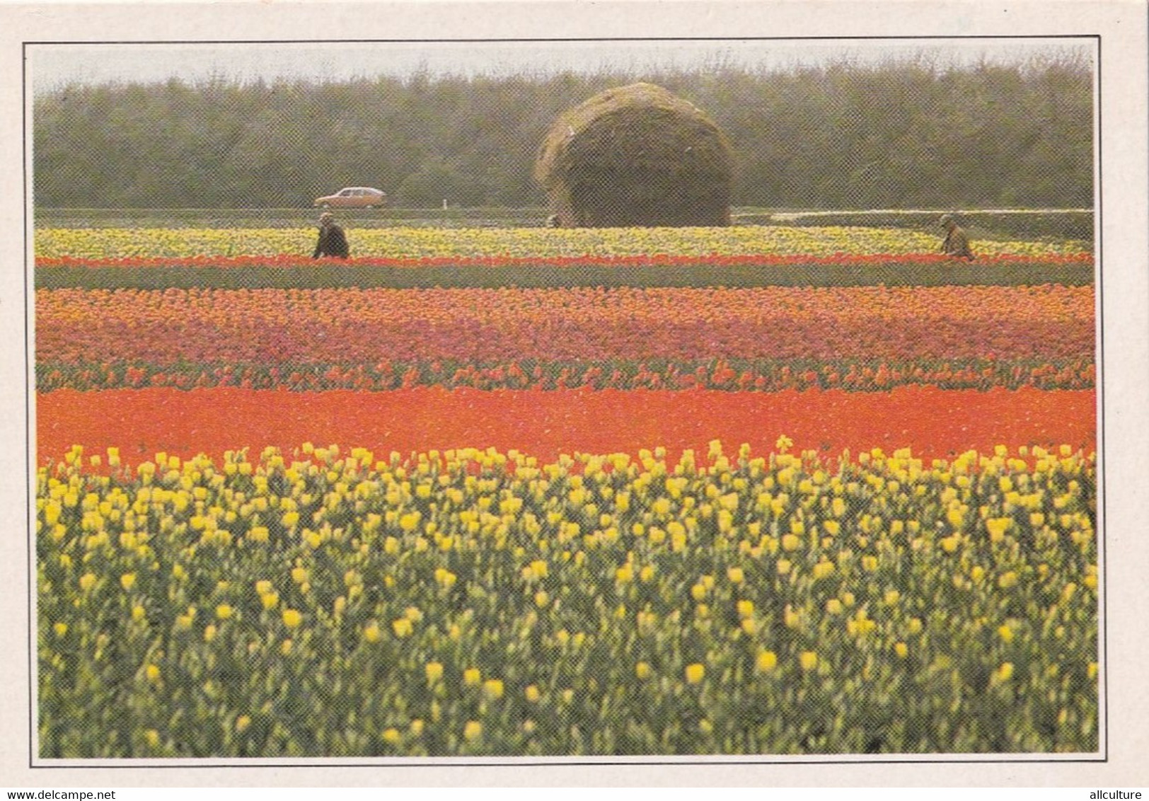 A4596- Champs De Fleurs, Tulip Culture Near Lisse Netherlands - Lisse