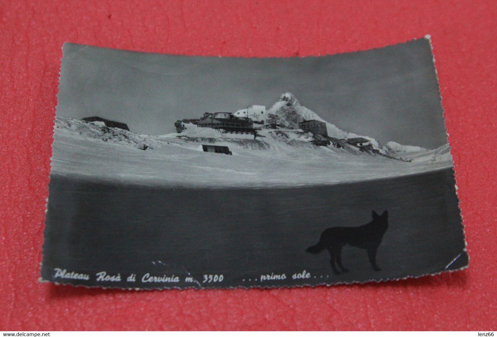 Aosta Cervinia Breuil Plateau Rosa + Lupo In Cattività 1954 - Sonstige & Ohne Zuordnung