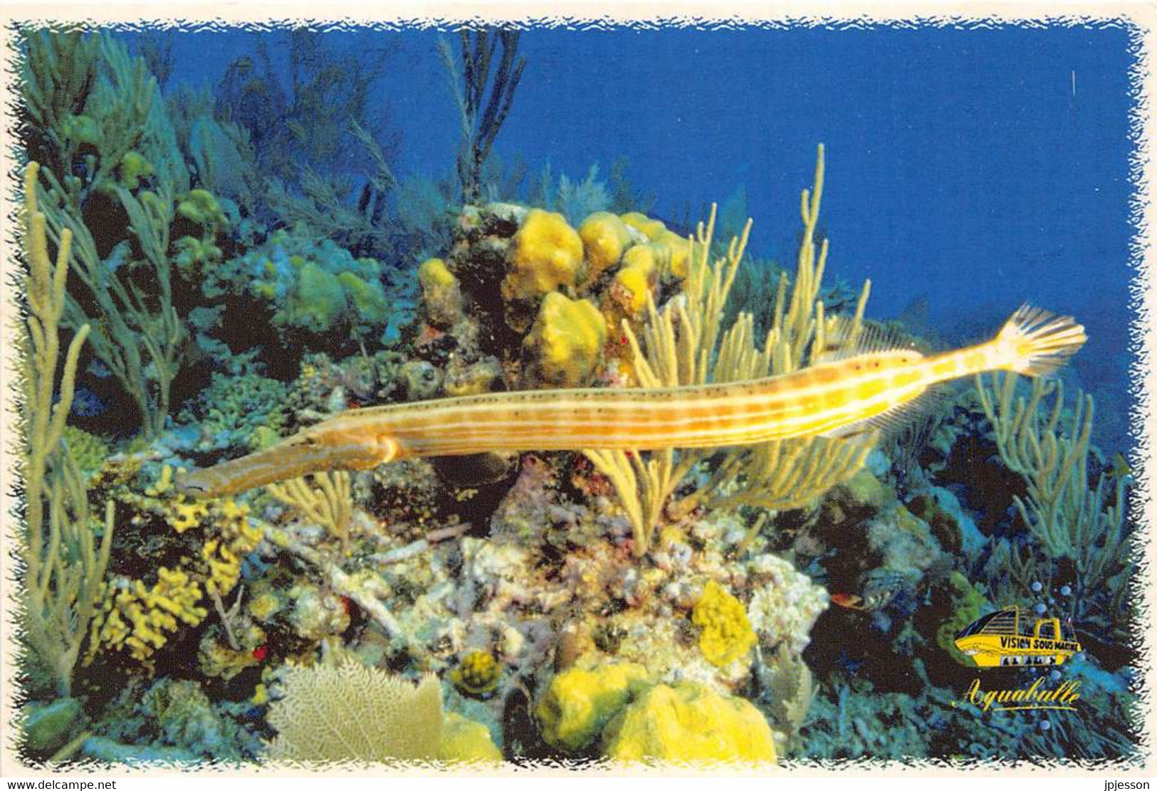 MARTINIQUE - LE MARIN - PORT DE PLAISANCE - "AQUABULLE" - POISSON - Le Marin