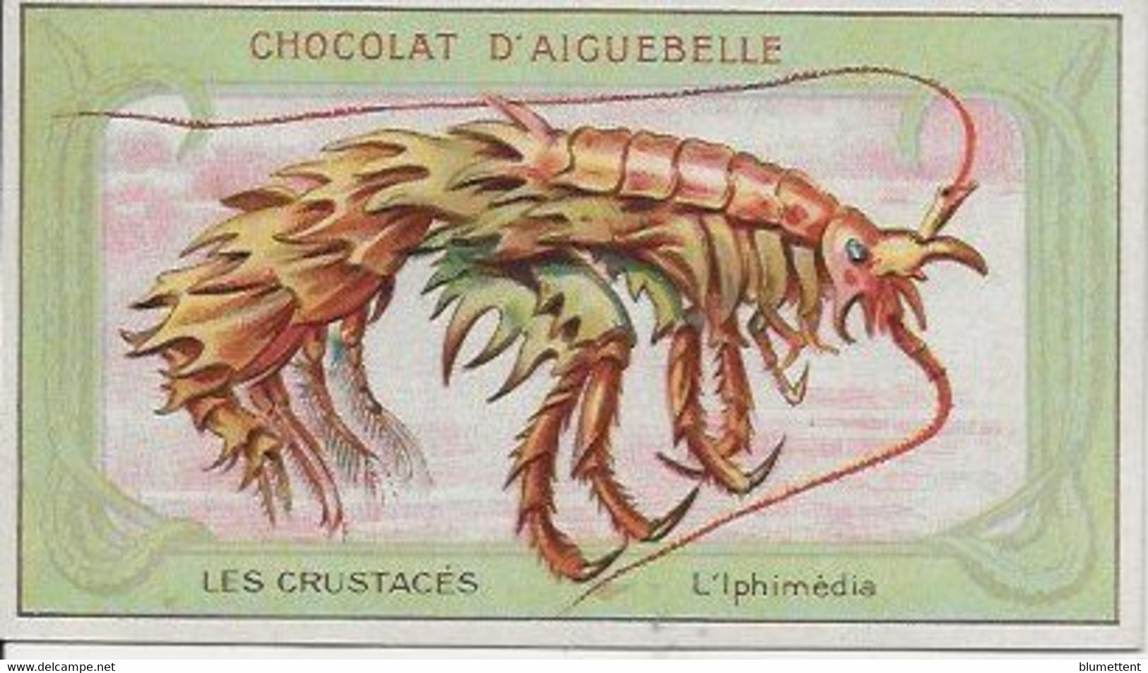 Chromo Aiguebelle Les Crustacés 10,5 X 6 - L'Iphimédia - Aiguebelle