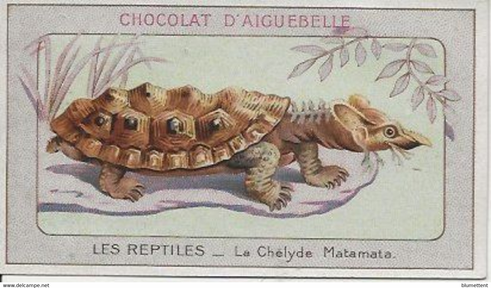 Chromo Aiguebelle Les Reptiles 10,5 X 6 - Le Chélyde Matamata - Aiguebelle