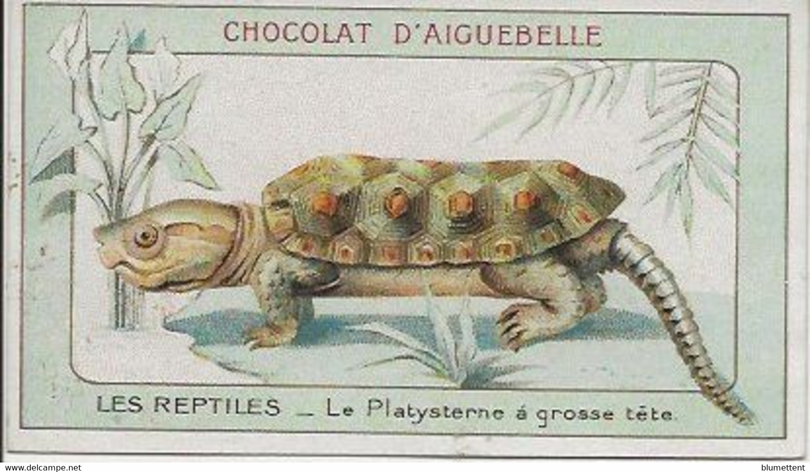 Chromo Aiguebelle Les Reptiles 10,5 X 6 - Le Platysterne à Grosse Tête - Aiguebelle