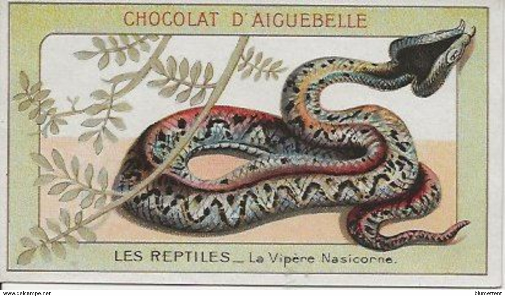 Chromo Aiguebelle Les Reptiles 10,5 X 6 - La Vipère Nasicorne - Aiguebelle