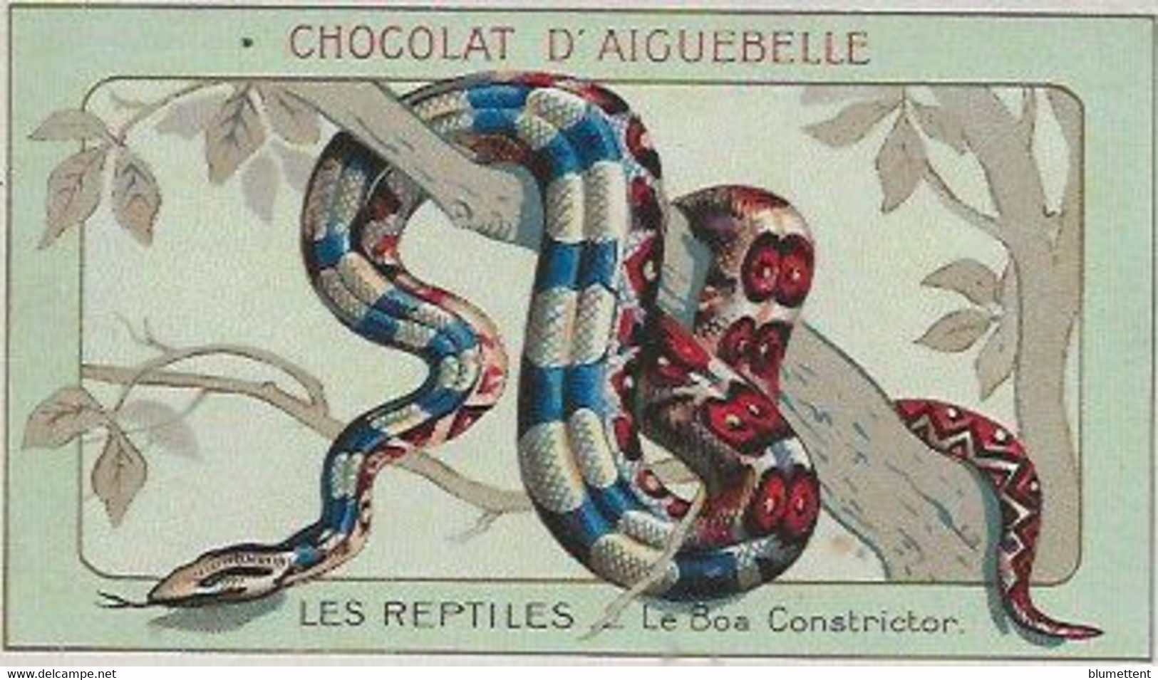 Chromo Aiguebelle Les Reptiles 10,5 X 6 - Le Boa Constrictor - Aiguebelle