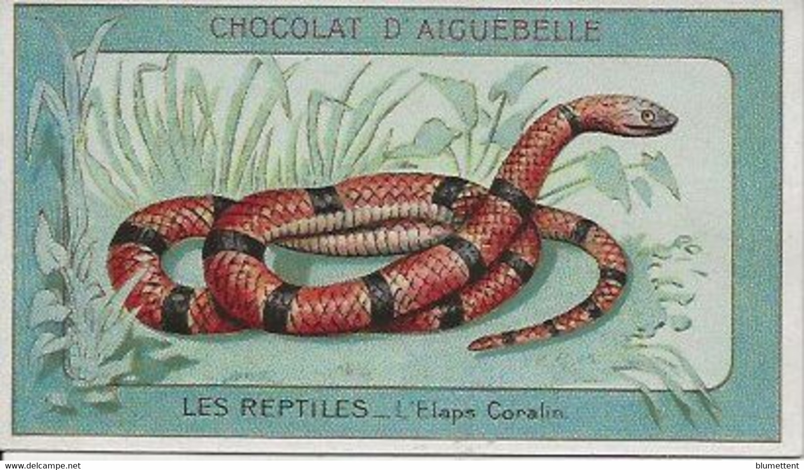 Chromo Aiguebelle Les Reptiles 10,5 X 6 - L'Elaps Coralin - Aiguebelle
