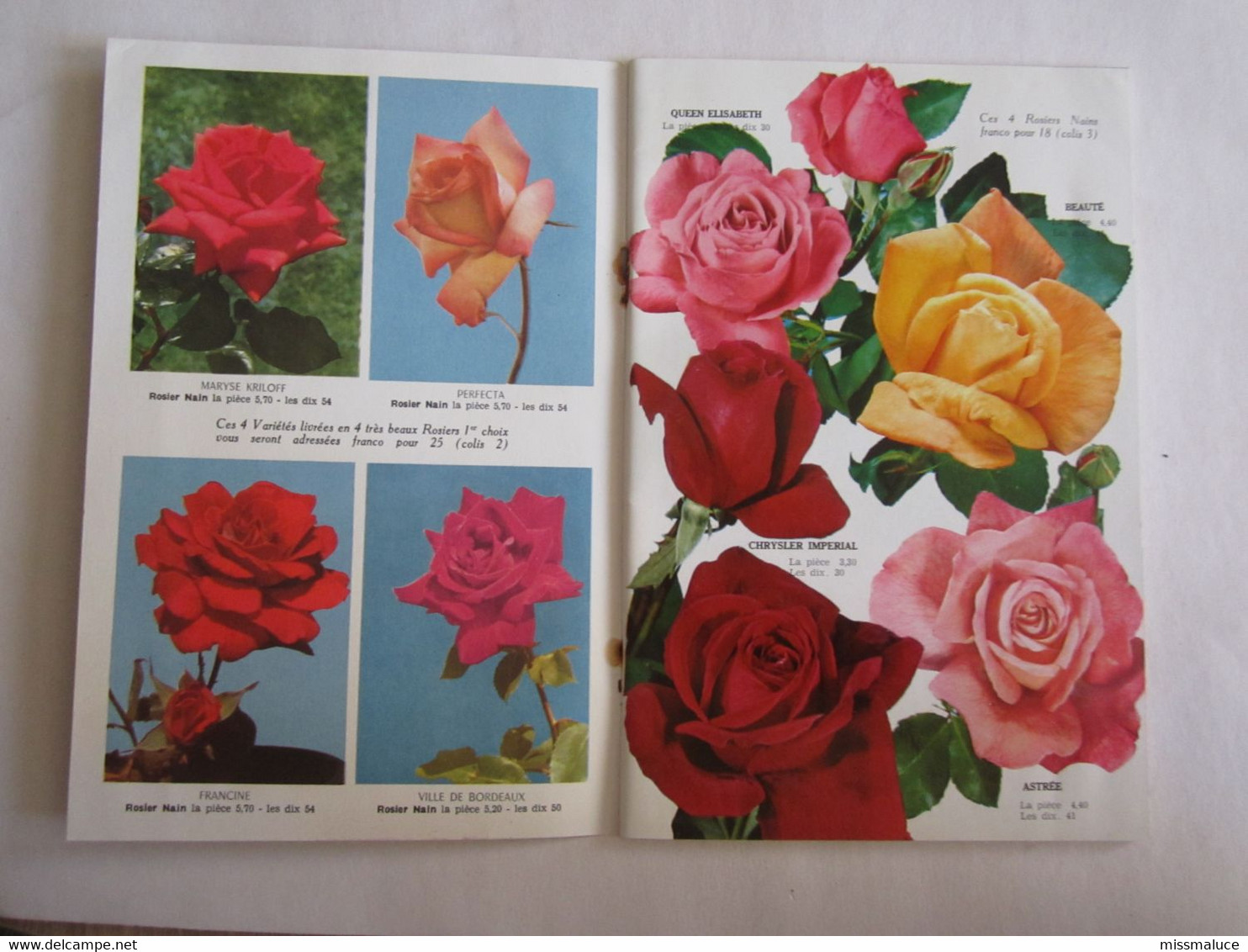 Catalogue Fleurs Pajotin Chédane Angers Rose Rosiers - Publicités