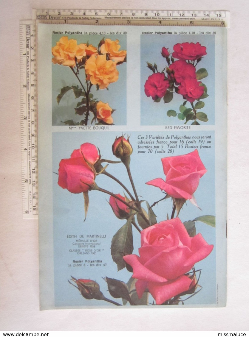 Catalogue Fleurs Pajotin Chédane Angers Rose Rosiers - Publicidad