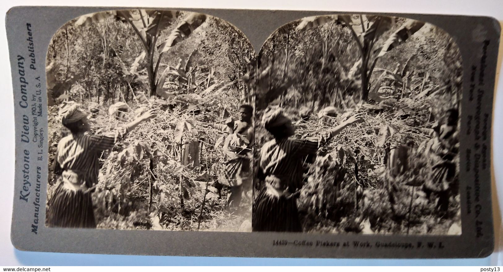 PHOTO STÉRÉO GUADELOUPE - Récolte Du Café - Ed. Keystone - TBE1903 - Stereoscopic