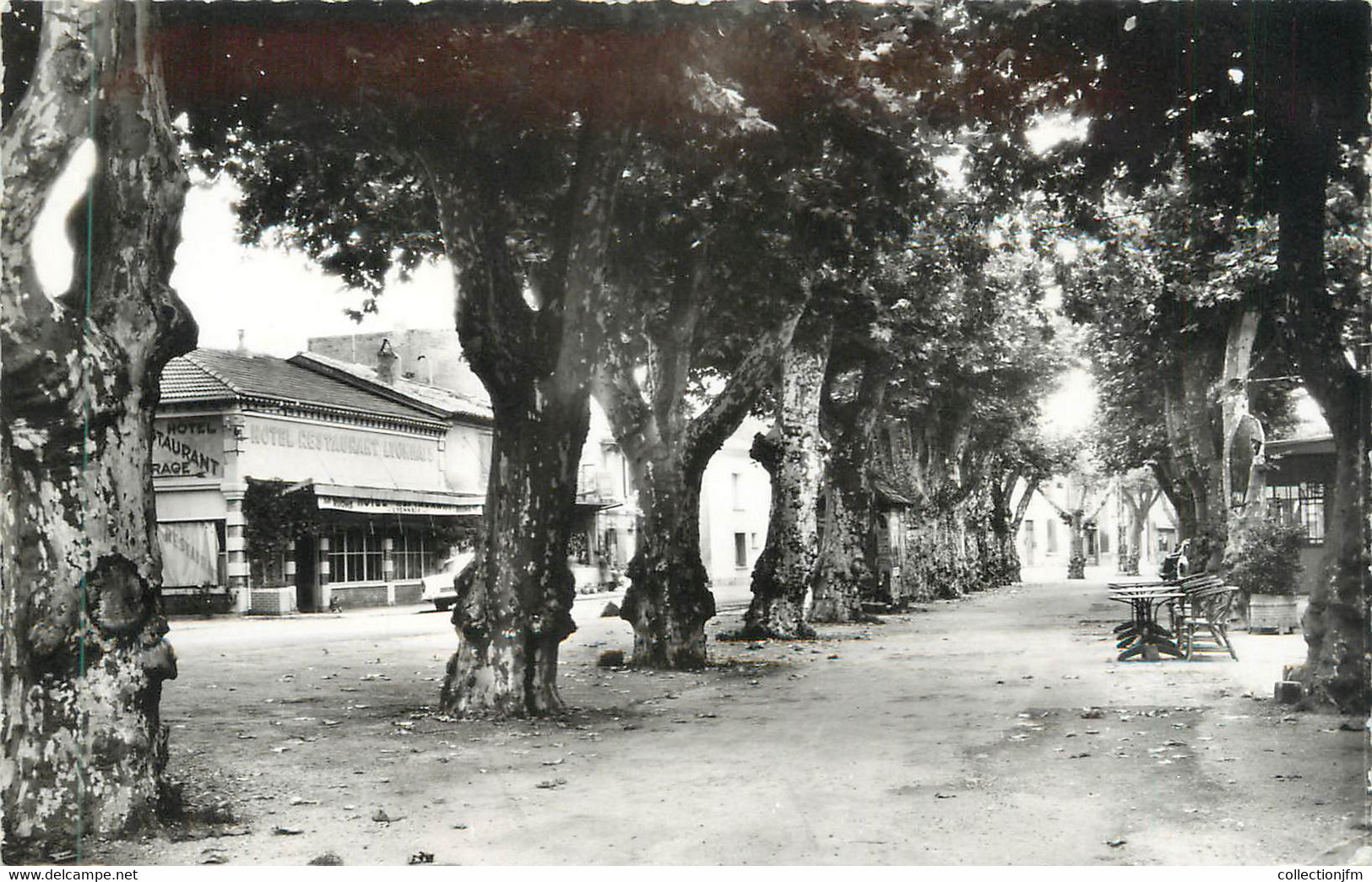 CPSM FRANCE 84 "Lapalud, Cours Des Platanes" - Lapalud