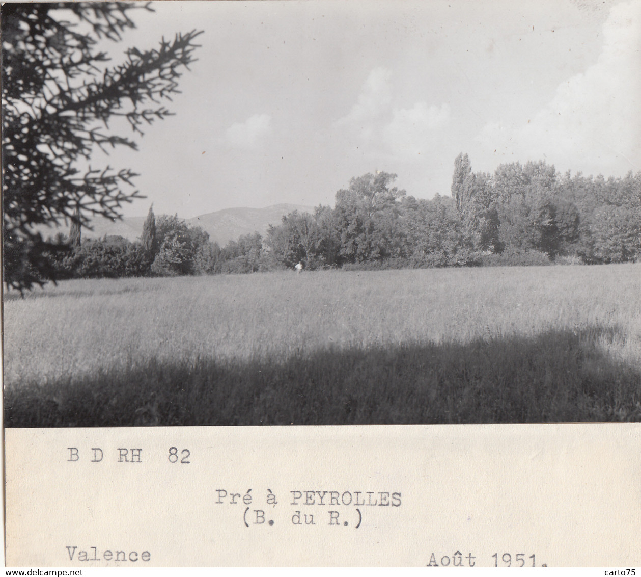 Peyrolles 13 - Pré à Peyrolles - Photographie - Août 1951 - Peyrolles