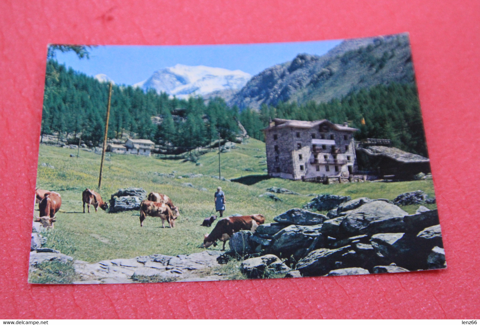Aosta St. Jacques Di Champoluc Salesiani Valsalice Bel Bosco Fiery Scena Agreste Mucche Cows 1975 - Altri & Non Classificati