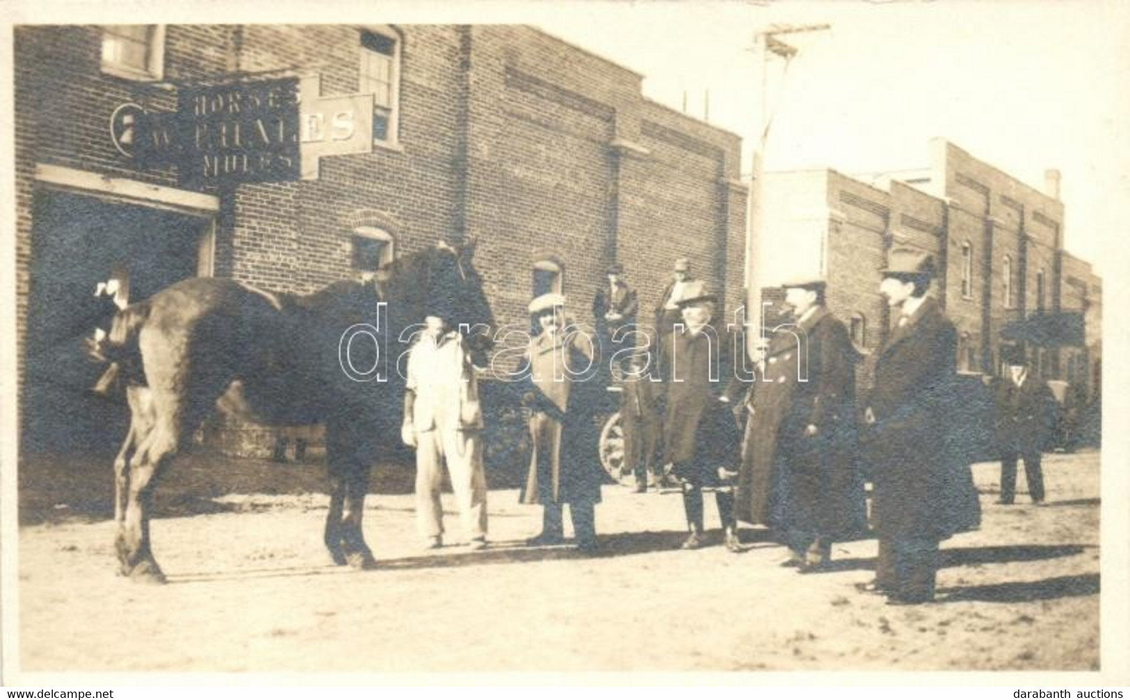 ** T1/T2 Horses W. T. Hales Mules, Photo - Non Classificati