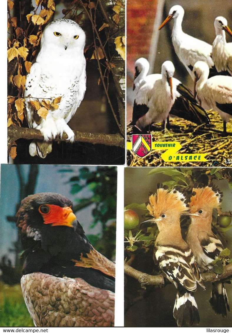 16 Cartes Oiseaux - Pájaros