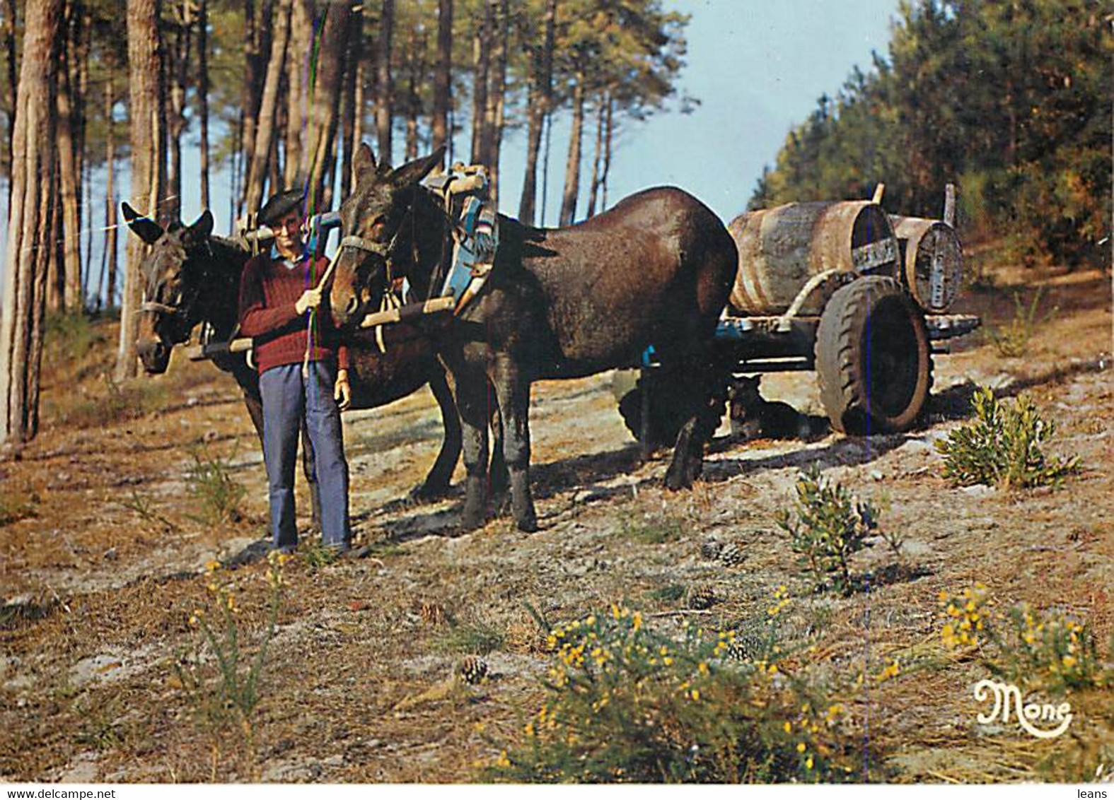 AU PAYS LANDAIS - Attelage De Mules - Teams