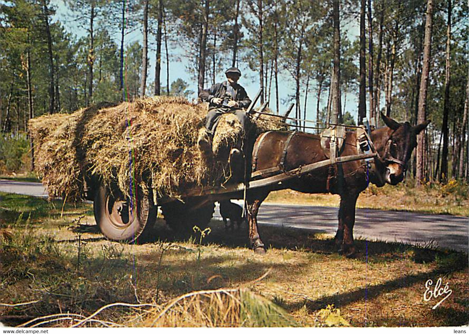 LA LANDE - La Forêt Landaise Avec Le Bros Landais (charette Tirée Par La Mule Landaise) N988 - Attelages