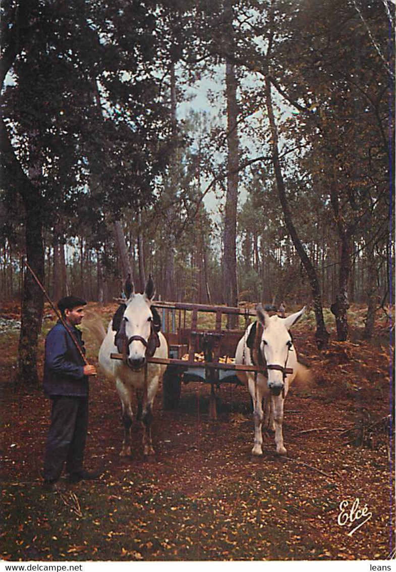 LA LANDE - Attelage De Mules Dans La Forêt Landaise - N 6404 - Wagengespanne