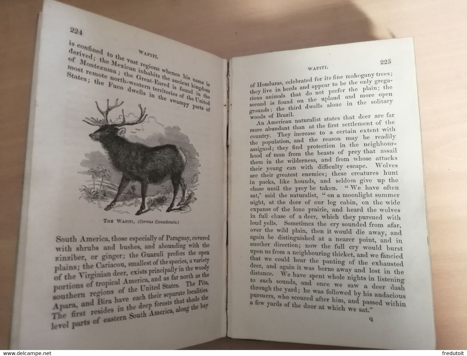 LIVRE - Mary Roberts - Sketches Of The Animal And Vegetable Productions Of America - 1839 - - 1800-1849