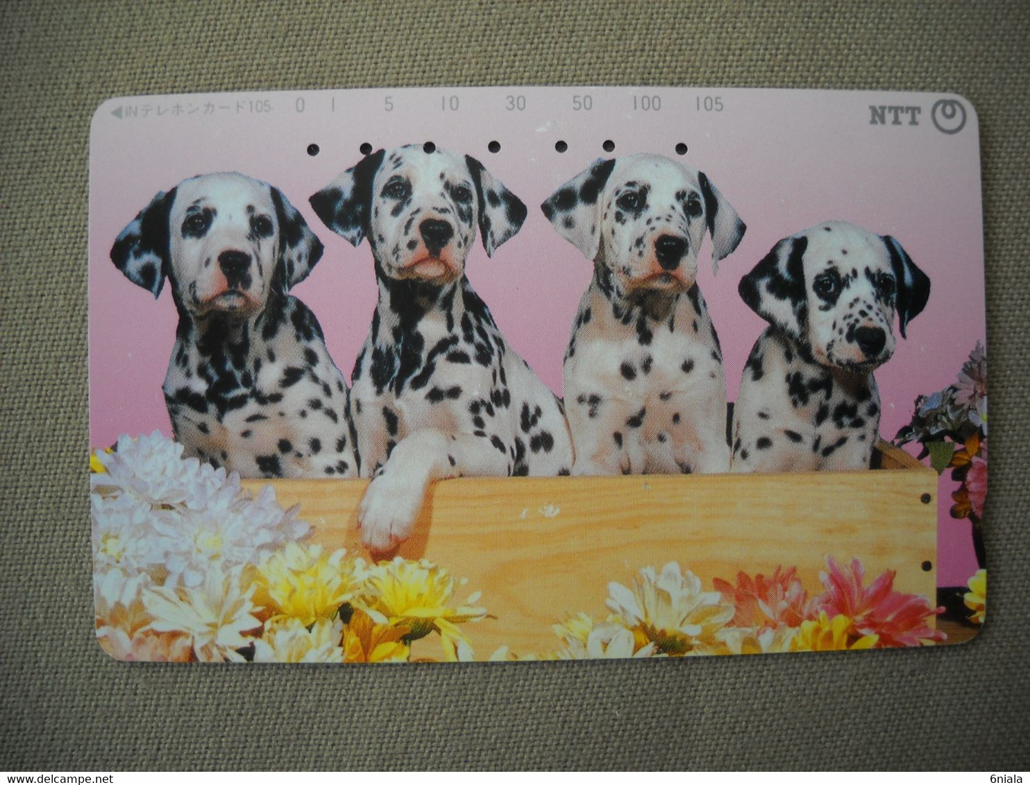 6980 Télécarte Collection  CHIEN  DALMATIENS  Fleurs ( Recto Verso)  Carte Téléphonique - Chiens