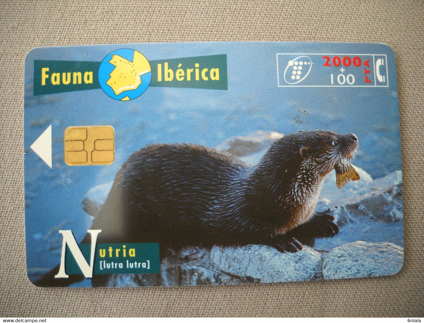 7014 Télécarte Collection LOUTRE  Nutria   Lutra   Espagne    ( Recto Verso)  Carte Téléphonique - Altri & Non Classificati