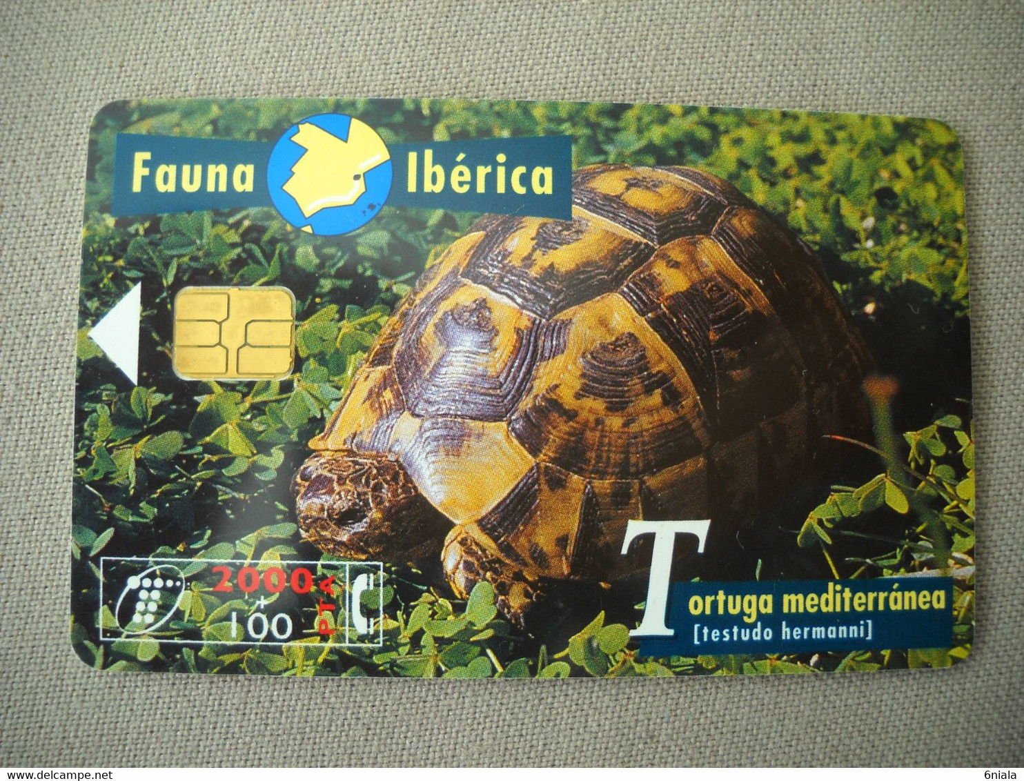 7022 Télécarte Collection TORTUE D HERMAN  Testudo Hermanni  Espagne ( Recto Verso)  Carte Téléphonique - Tortues