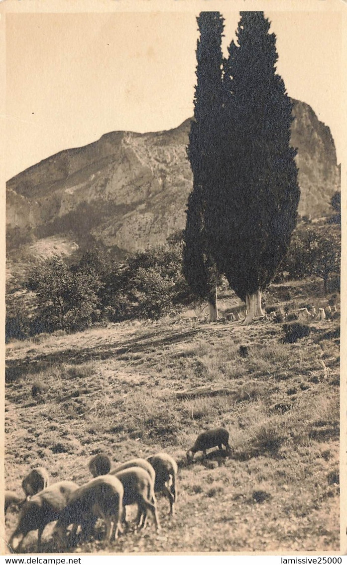 04 Gorges Du Verdon  Troupeau De Moutons Dans La Montagne - Other & Unclassified