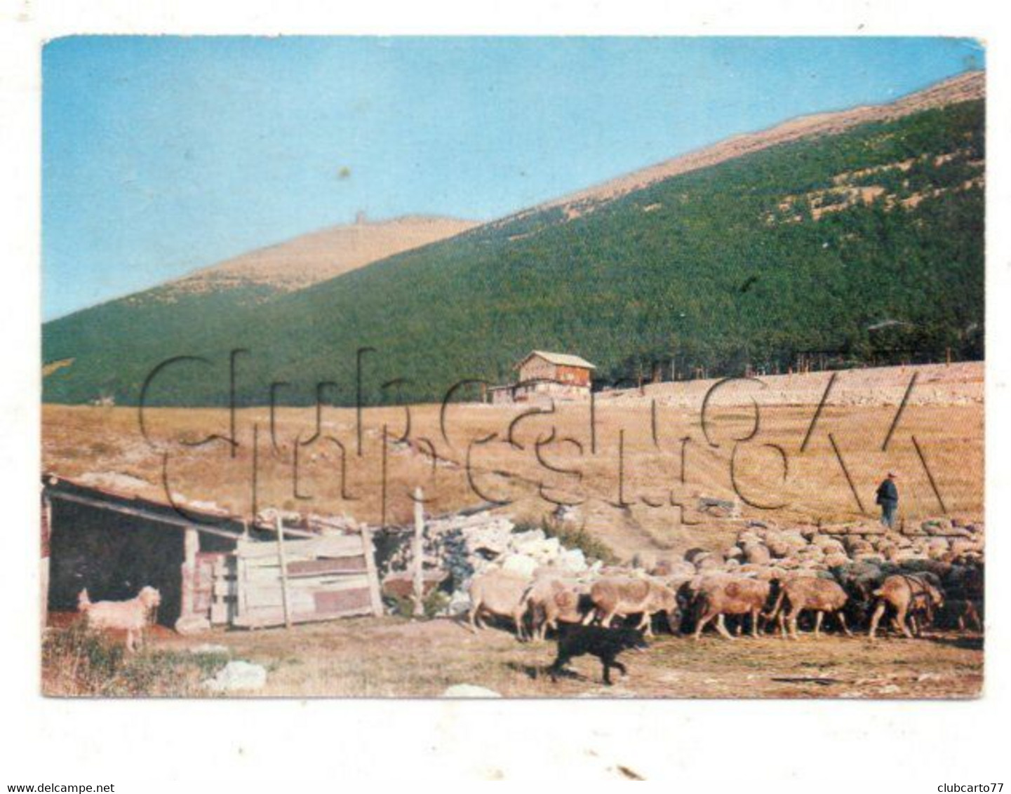 Mormoiron (84) : GP De La Sortie Des Moutons à La Bergerie Du Mont-Serein Route Du Mont-Ventoux En 1973 (animé) GF . - Mormoiron