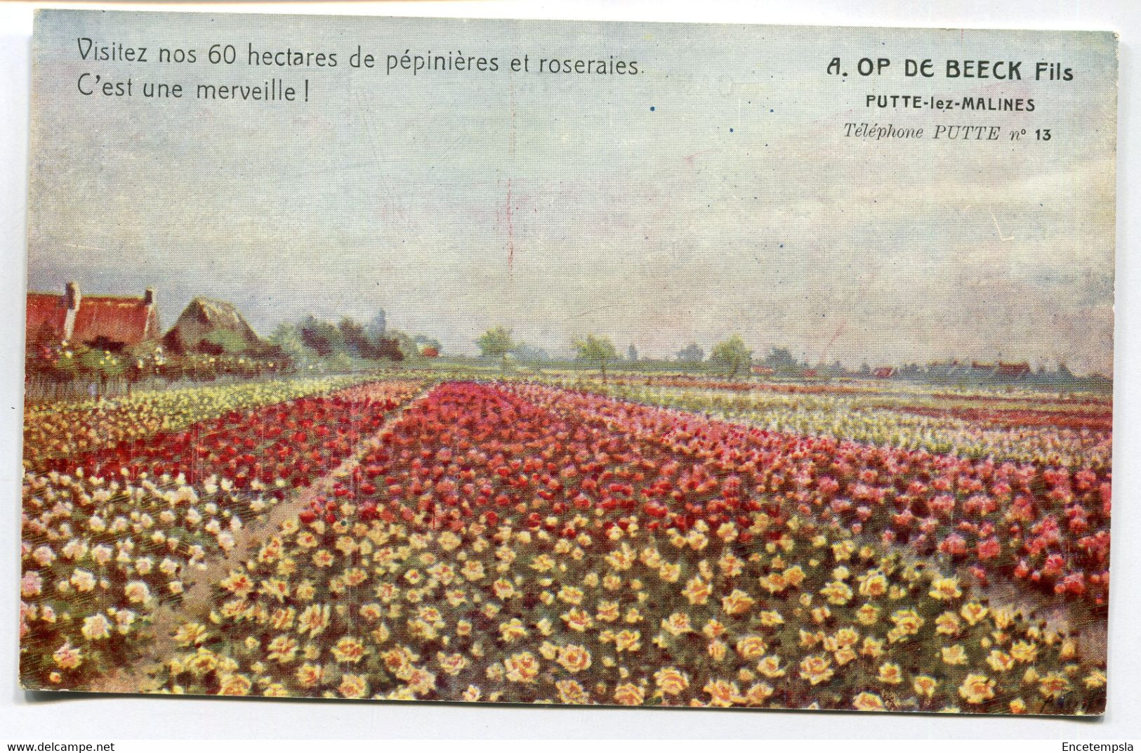 CPA - Carte Postale - Belgique - Putte Lez Malines - Pépinière Op De Beeck Fils (MO16755) - Putte