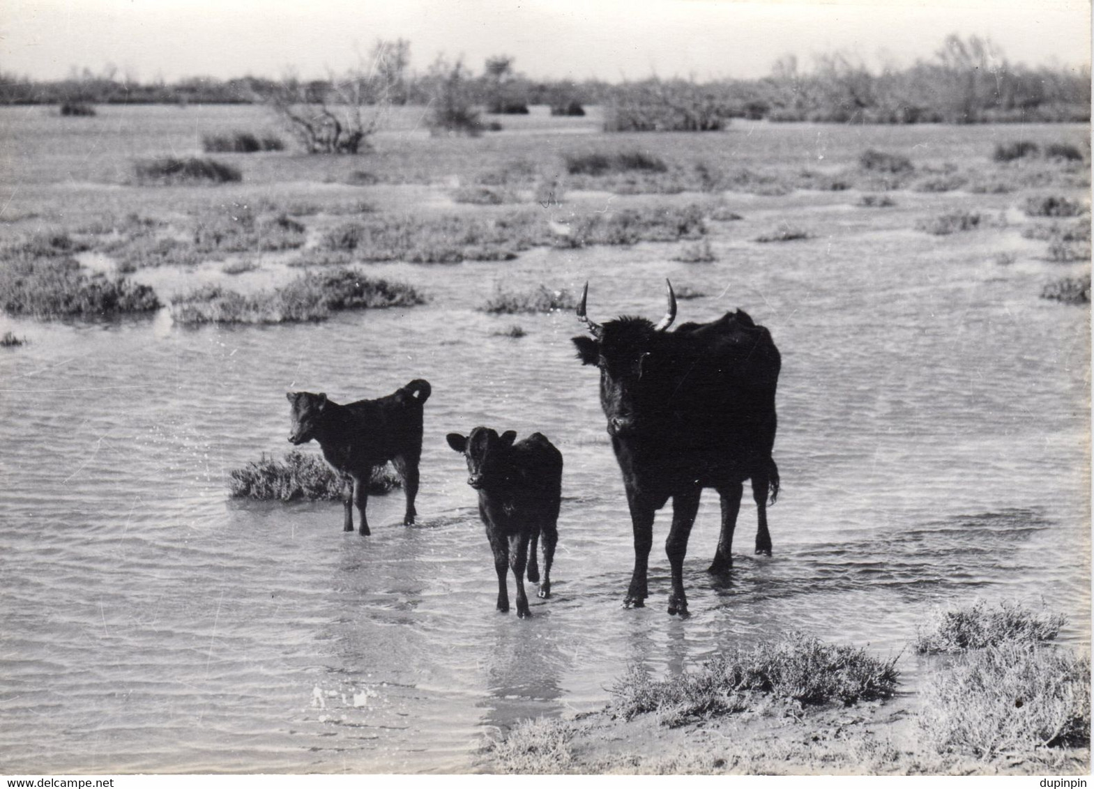 EN CAMARGUE - Taureaux - Places