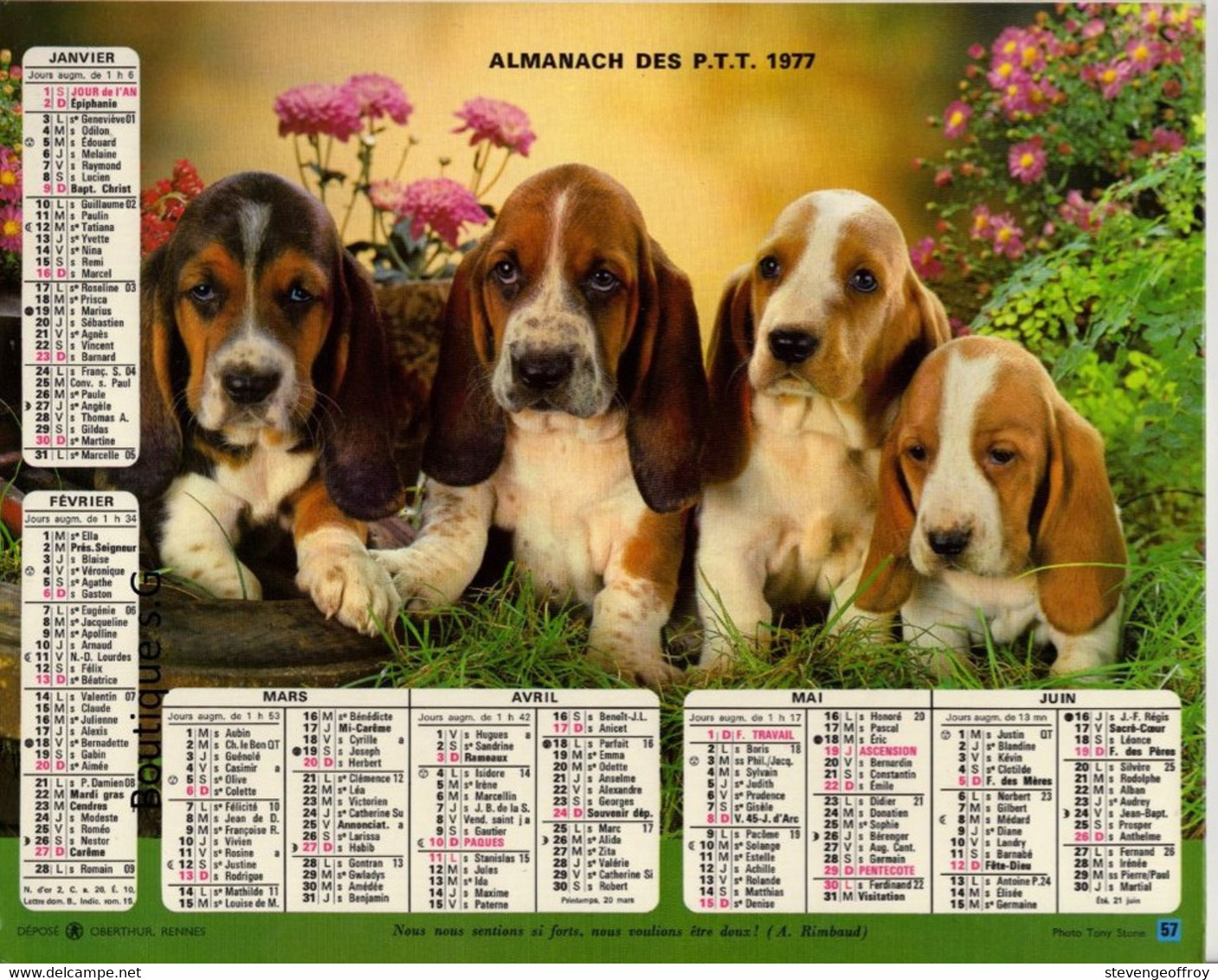 Calendrier Grand Format 1977 Almanach Des PTT Chien Chat Animaux - Grand Format : 1971-80