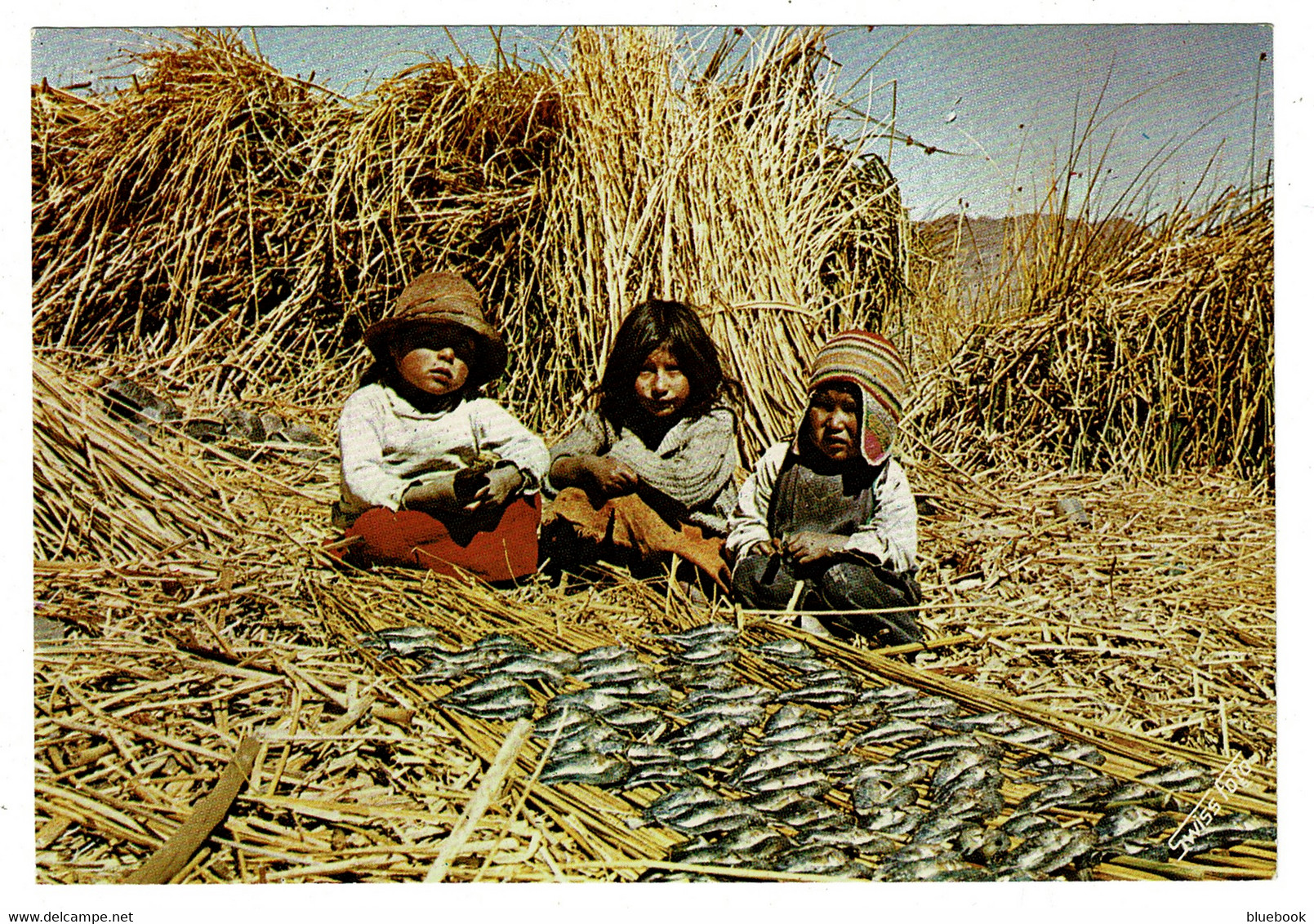 Ref 1486 - Postcard - Puno Lago Titicaca Peru - Children On Floating Islands Drying Fish - América