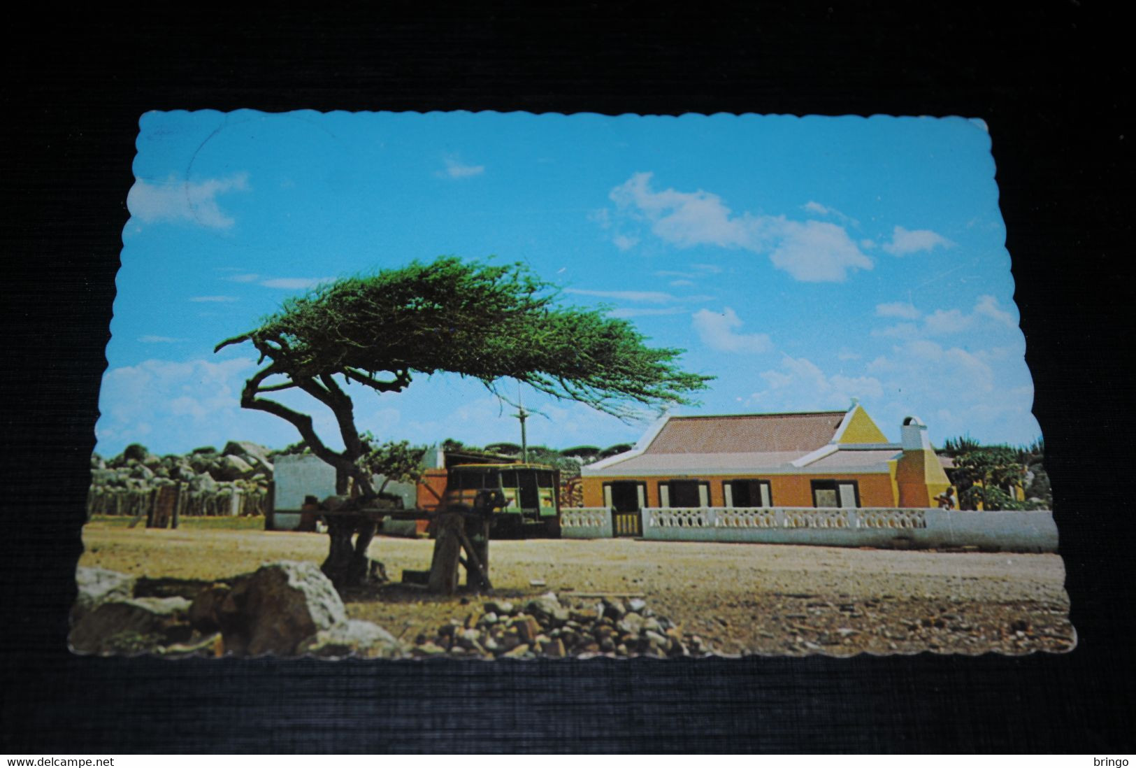 28927-                  ARUBA, DIVI-DIVI-TREE WITH CUNUCUHOUSE - Aruba