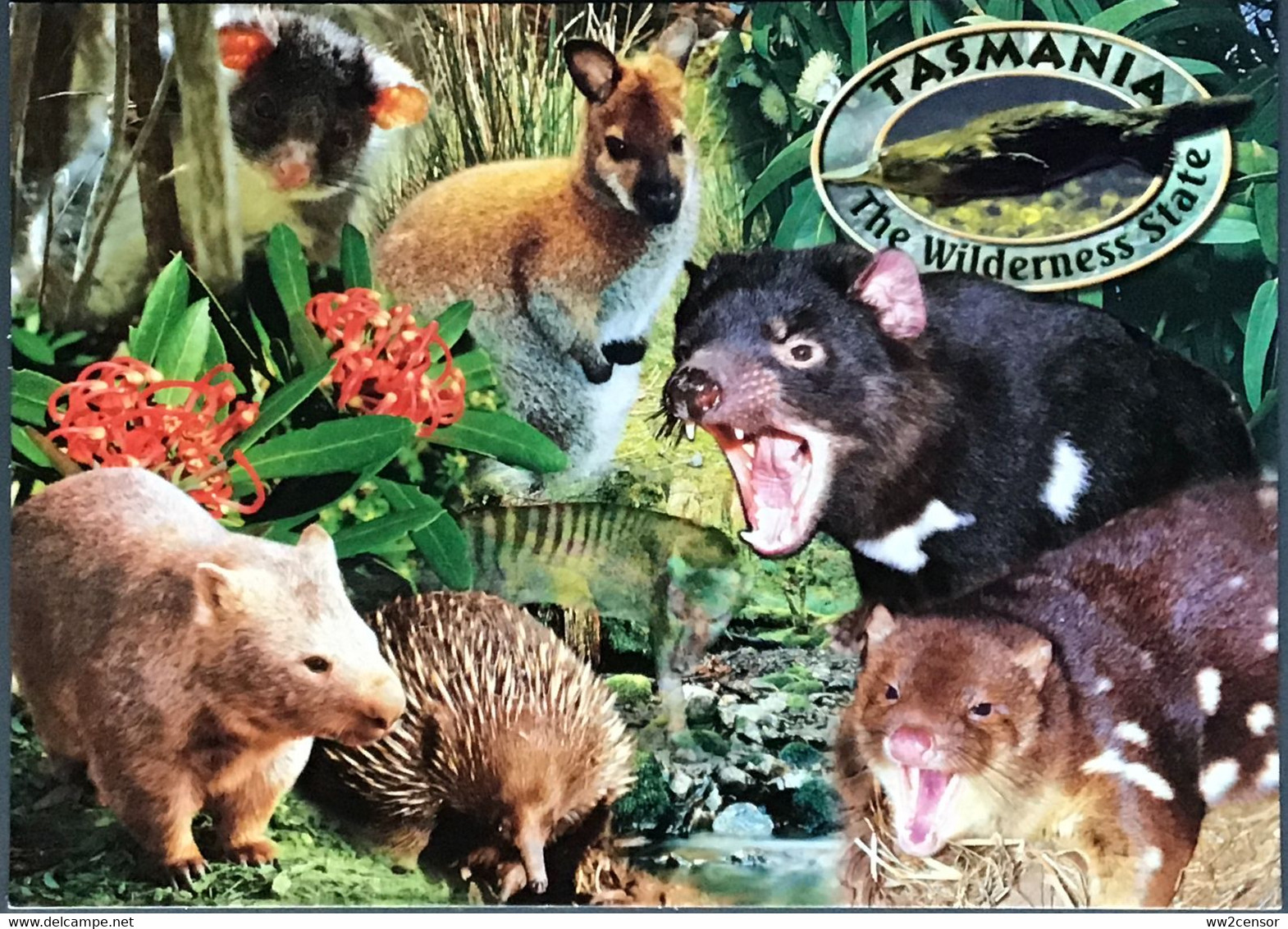 Tasmania: The Wilderness State Postcard Showing Several Local Animals - Wilderness