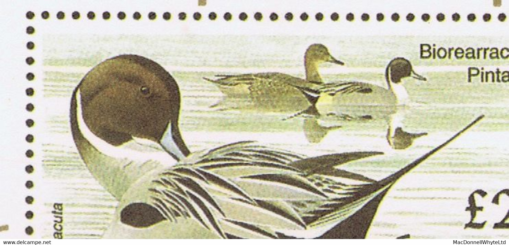 Ireland 1997 Birds £2 Pintail (brown Head) "Pacific '97" Exhibition Card, Slight Wrinkles - Brieven En Documenten