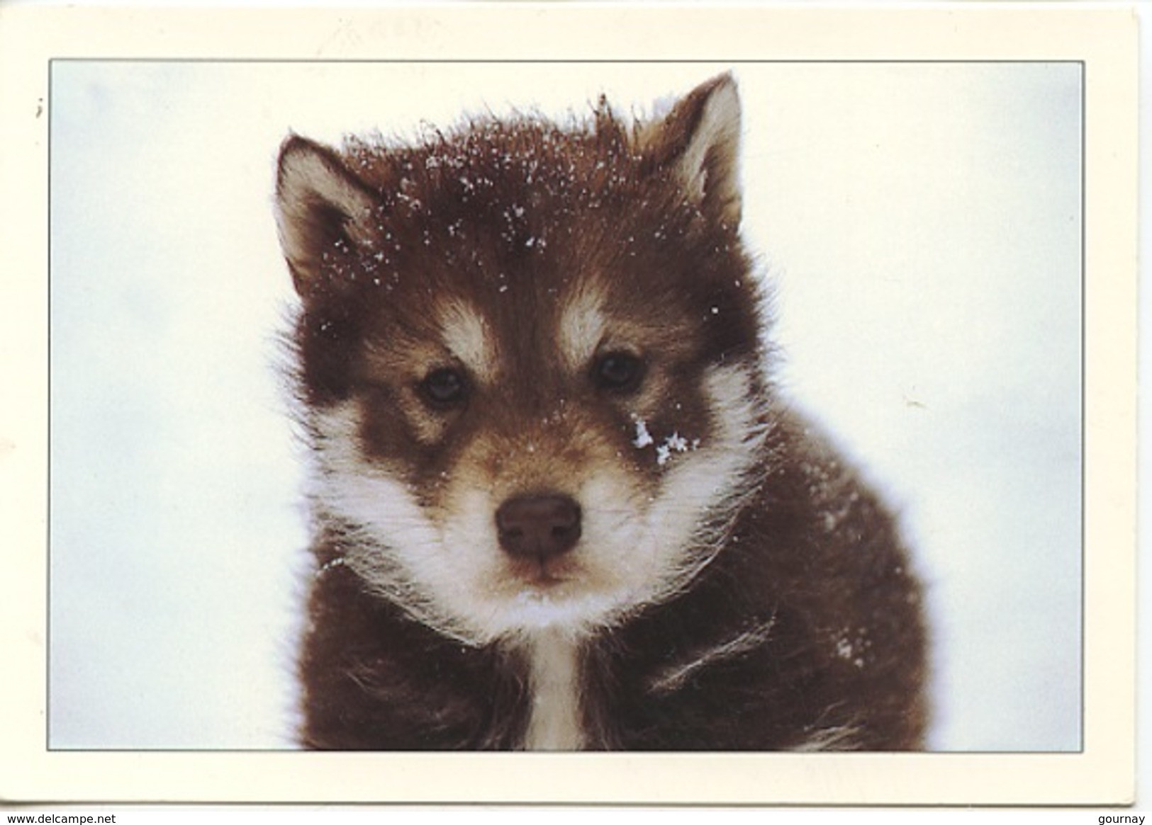 Chien Husky, Chiot : Les Chiens De Traineaux Du Queyras (photo Benfares) - Perros