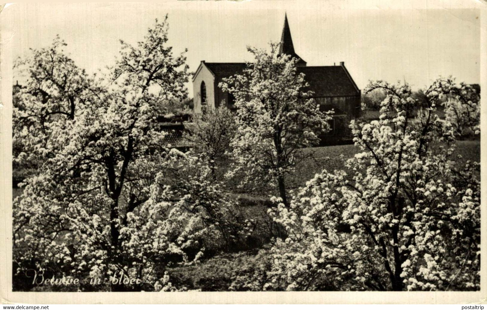 BETUWE IN BLOEI   HOLLAND HOLANDA NETHERLANDS - Sonstige & Ohne Zuordnung