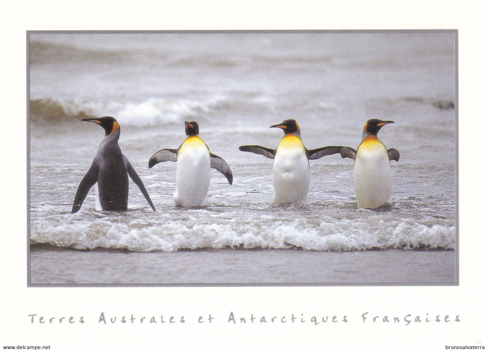 TERRES AUSTRALES ET ANTARCTIQUES FRANCAISES - Kerguelen - TAAF : Territori Francesi Meridionali